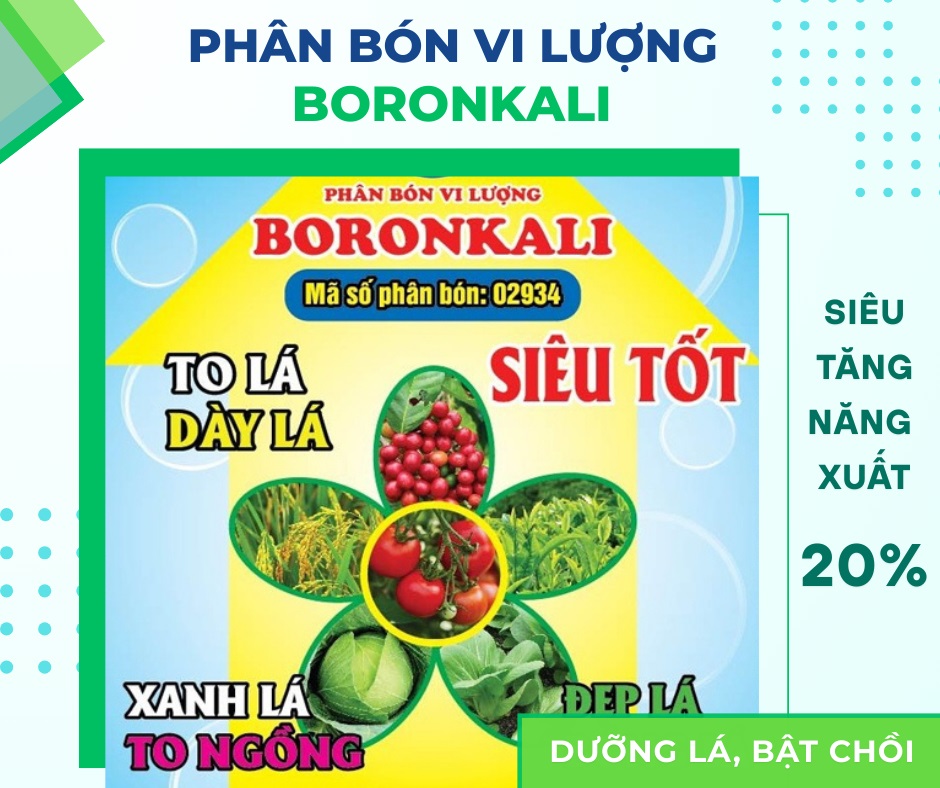BORONKALI-2